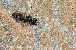 C235269: Crabro alpinus (Grabwespe)