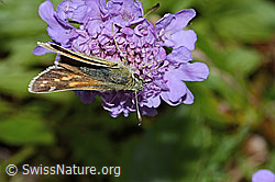 Weissfleckiger Kommafalter (Hesperia comma) auf Glänzender Skabiose (Scabiosa lucida) (C235271)