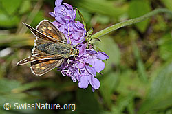 Weissfleckiger Kommafalter (Hesperia comma) auf Glänzender Skabiose (Scabiosa lucida) (C235276)