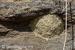 C235281: Nest der Schwarzen Mörtelbiene (Megachile parietina)