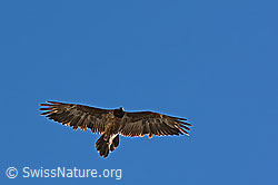 C242340: Bartgeier (Gypaetus barbatus)