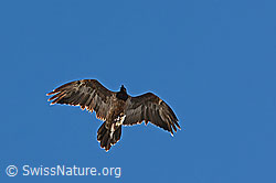 C242341: Bartgeier (Gypaetus barbatus)