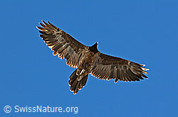 C242342: Bartgeier (Gypaetus barbatus)