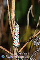 Utetheisa pulchella (C244474)