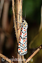 Utetheisa pulchella (31.10.2022, C244475)