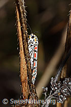 Utetheisa pulchella (C244476)