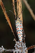 Utetheisa pulchella (31.10.2022, C244477)