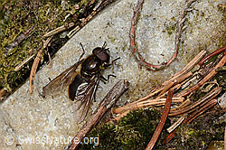 Foto: Wiesen-Erzschwebfliege (Cheilosia chloris)