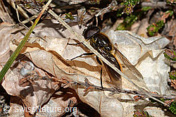 Foto: Wiesen-Erzschwebfliege (Cheilosia chloris)