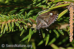Beerenwanze (Dolycoris baccarum) auf Gewöhnlicher Fichte (Picea abies) (05.05.2023, C249971)