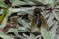 Foto: Wiesen-Erzschwebfliege (Cheilosia chloris)
