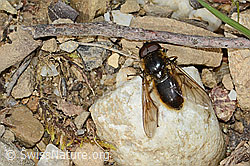 Foto: Wiesen-Erzschwebfliege (Cheilosia chloris)
