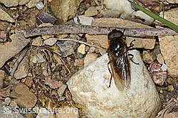 Foto: Wiesen-Erzschwebfliege (Cheilosia chloris)