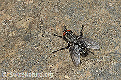 Graue Fleischfliege (Sarcophaga carnaria) (C250006)