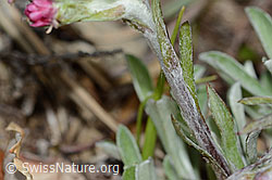 Gemeines Katzenpfötchen (Antennaria dioica) (C250015)