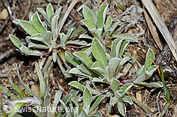 Gemeines Katzenpfötchen (Antennaria dioica) (C250016)