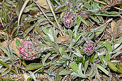Gemeines Katzenpfötchen (Antennaria dioica) (C250018)