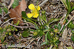 Blutwurz (Potentilla erecta) (C250036)