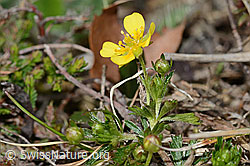 Blutwurz (Potentilla erecta) (05.05.2023, C250042)