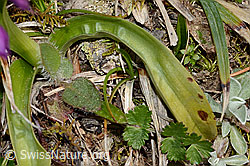 Männliches Knabenkraut (Orchis mascula) (C250049)