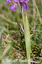 Männliches Knabenkraut (Orchis mascula) (C250055)