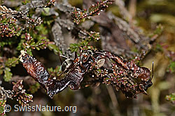 Formica rufa (C250115)