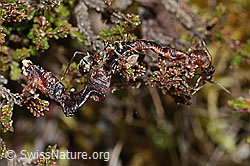 Formica rufa (C250116)