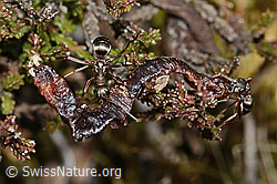 Formica rufa (C250119)