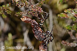 Formica rufa (C250123)