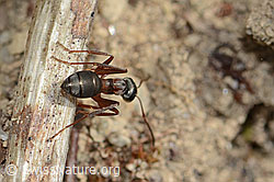 Formica rufa (C250131)