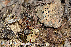 Formica rufa (C250134)
