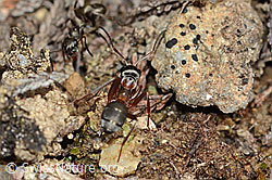 Formica rufa (C250135)