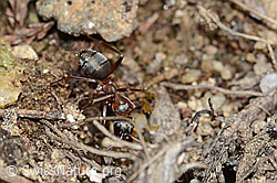Formica rufa (C250136)