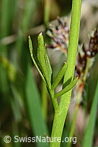 Wiesen-Schaumkraut (Cardamine pratensis) (C250160)