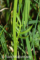 Wiesen-Schaumkraut (Cardamine pratensis) (C250161)