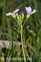 Wiesen-Schaumkraut (Cardamine pratensis) (C250162)