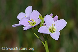 Wiesen-Schaumkraut (Cardamine pratensis) (C250163)