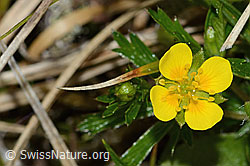 Potentilla erecta (C250166)