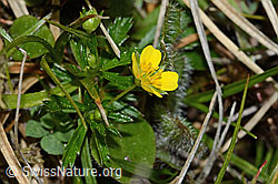Potentilla erecta (C250167)