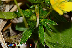 Potentilla erecta (C250169)