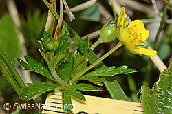 Potentilla erecta (C250170)