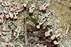 Rosafarbene Köpfchenflechte (Dibaeis baeomyces) (C250174)