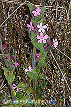 Rote Waldnelke (Silene dioica) (C250185)
