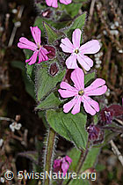 Rote Waldnelke (Silene dioica) (C250186)