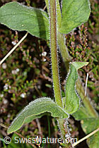 Rote Waldnelke (Silene dioica) (C250187)