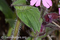 Rote Waldnelke (Silene dioica) (C250189)
