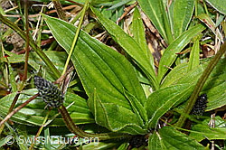 Spitz-Wegerich (Plantago lanceolata) (C250222)