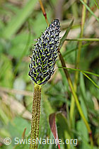 Spitz-Wegerich (Plantago lanceolata) (C250224)