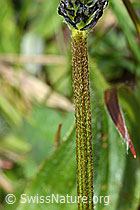 Spitz-Wegerich (Plantago lanceolata) (C250226)