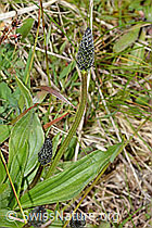 Spitz-Wegerich (Plantago lanceolata) (C250227)